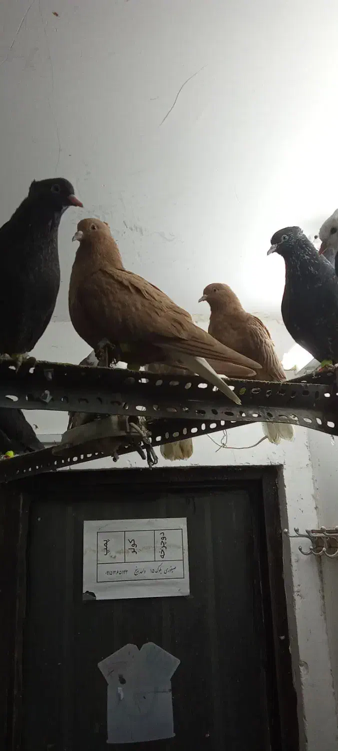 رنگه|پرنده|تربت جام, مسکن مهر|دیوار