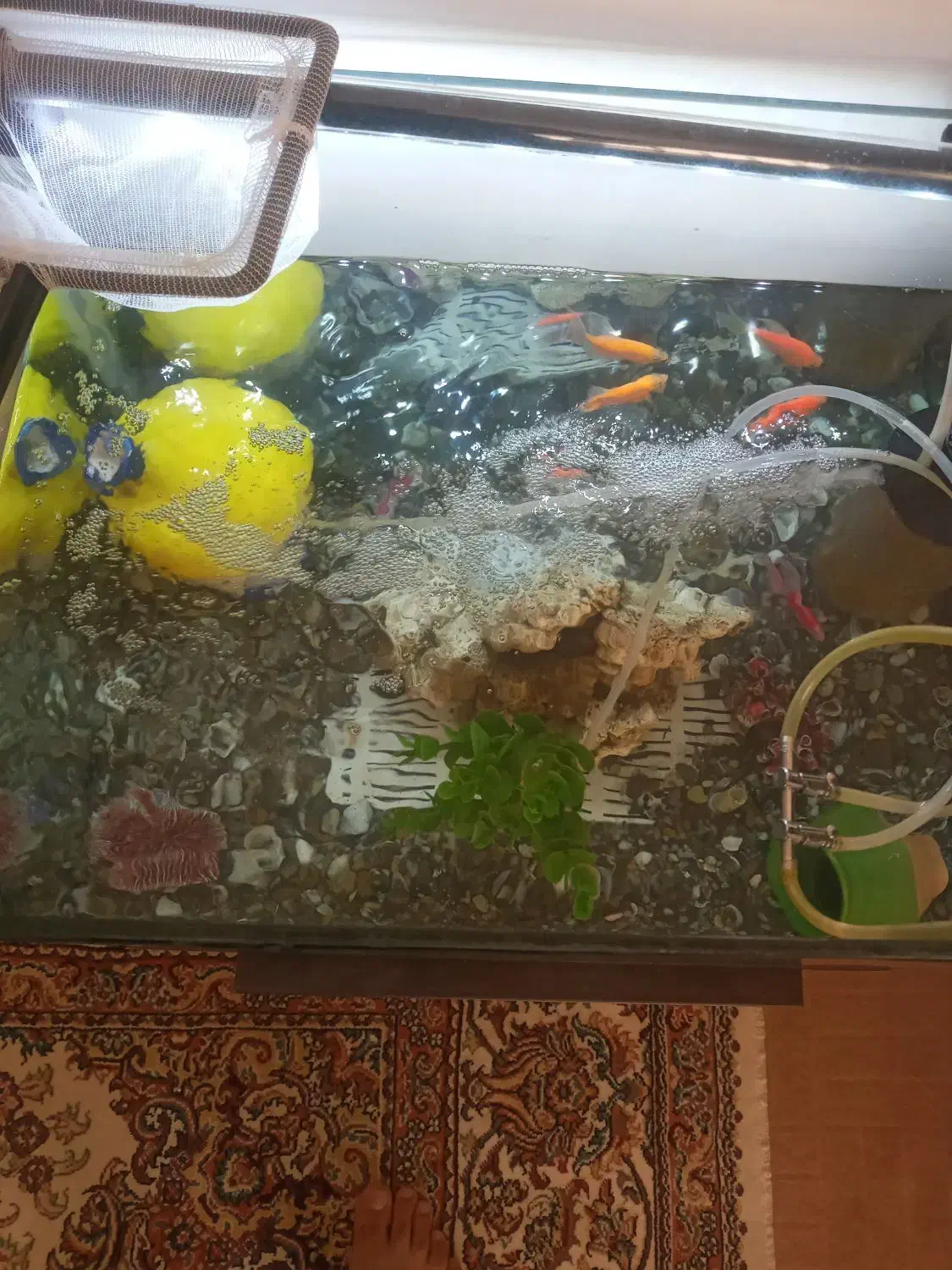 قناری آکواریوم شرکتی معاوضه با قناری نر|ماهی|همدان, |دیوار