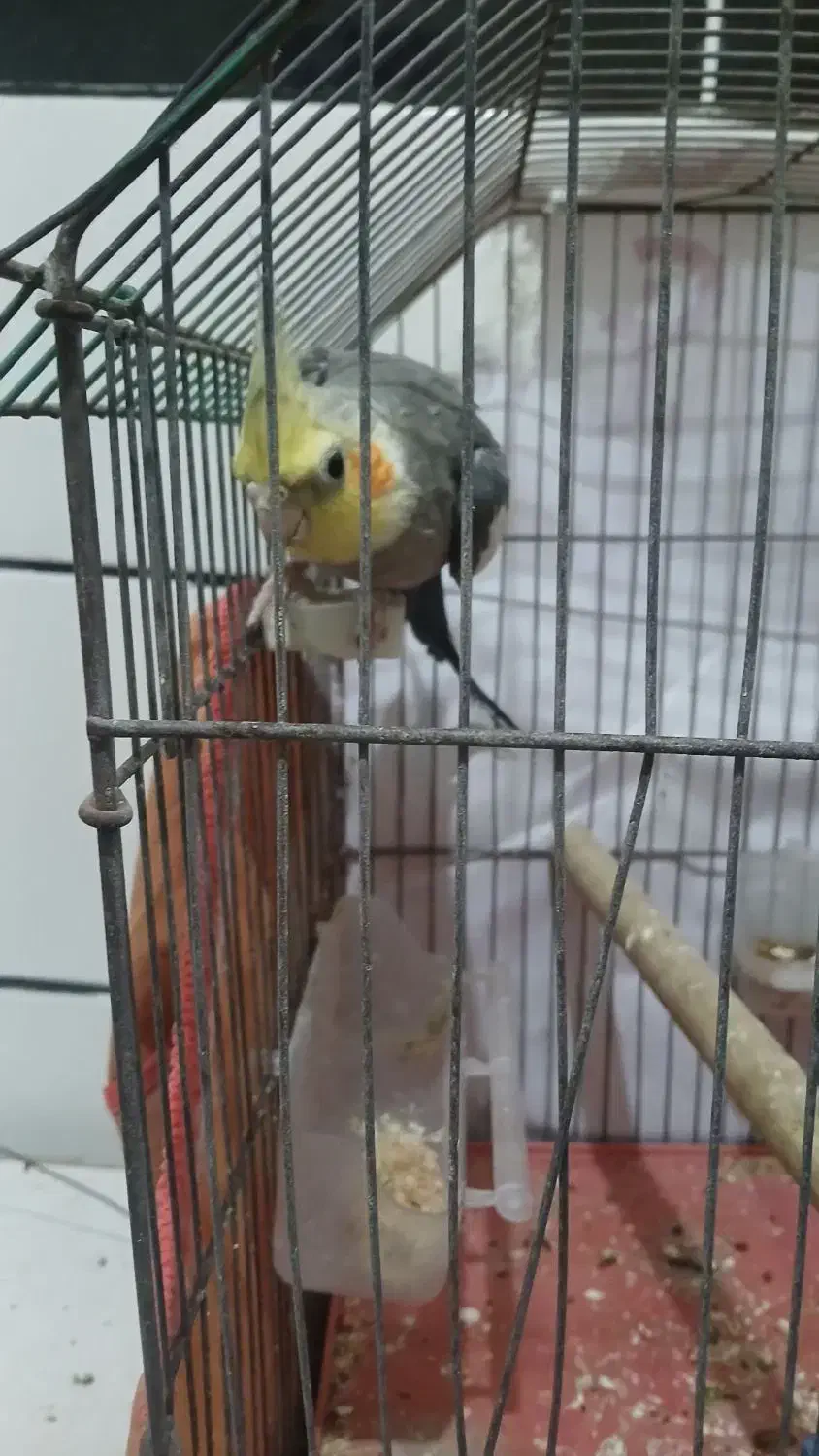 فروش یک نر جوان و سرحال  حدود ۱۰ ماهه|پرنده|بهبهان, |دیوار