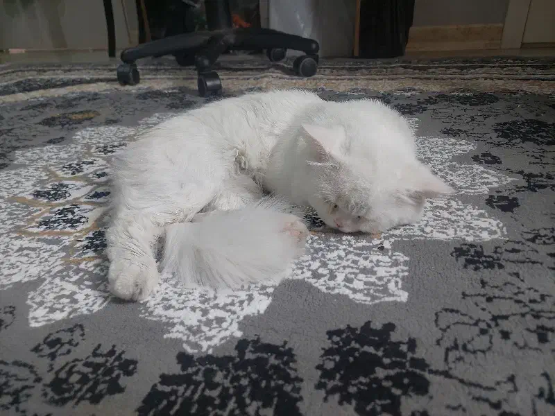 گربه پرشین|گربه|اهواز, فاز ۲ پادادشهر|دیوار