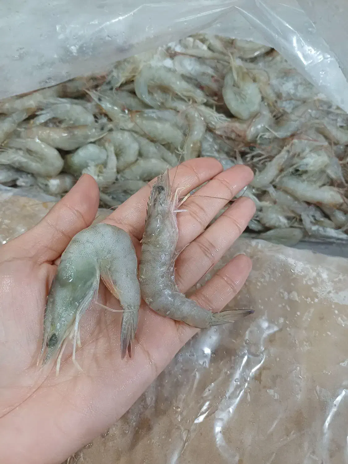ماهی ومیگو|خوردنی و آشامیدنی|چغادک, |دیوار