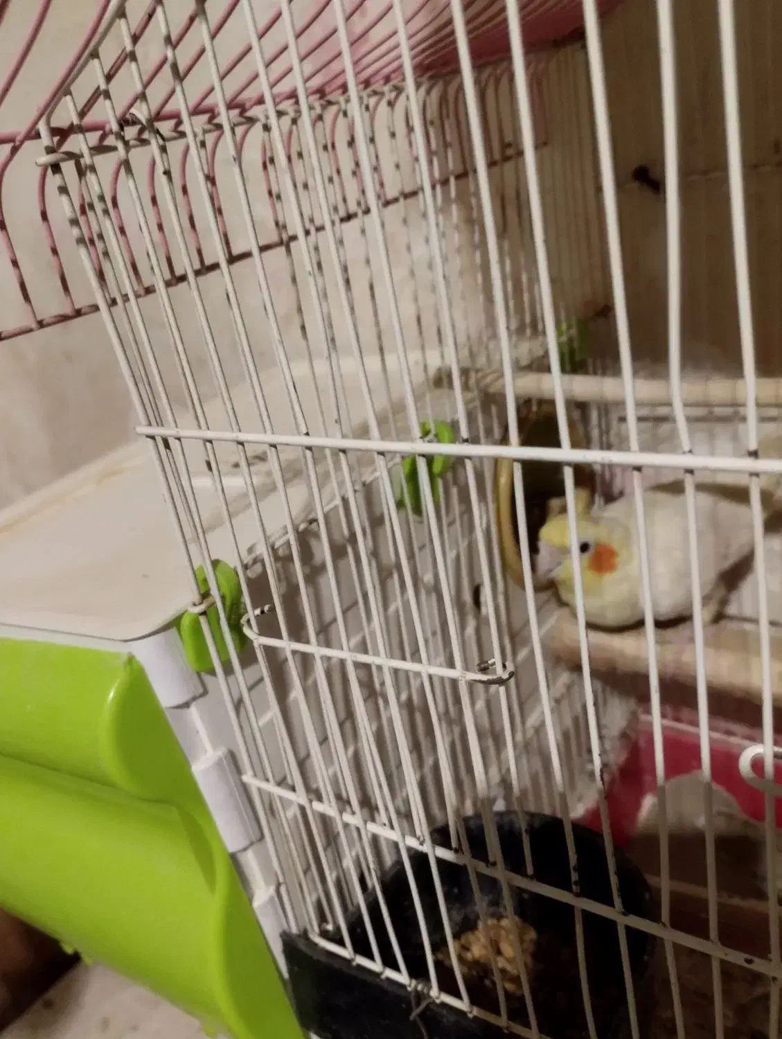 یه جفت لوتینو همراه قفس لونه وپنج تخم|پرنده|اندیشه, اندیشه فاز ۱|دیوار