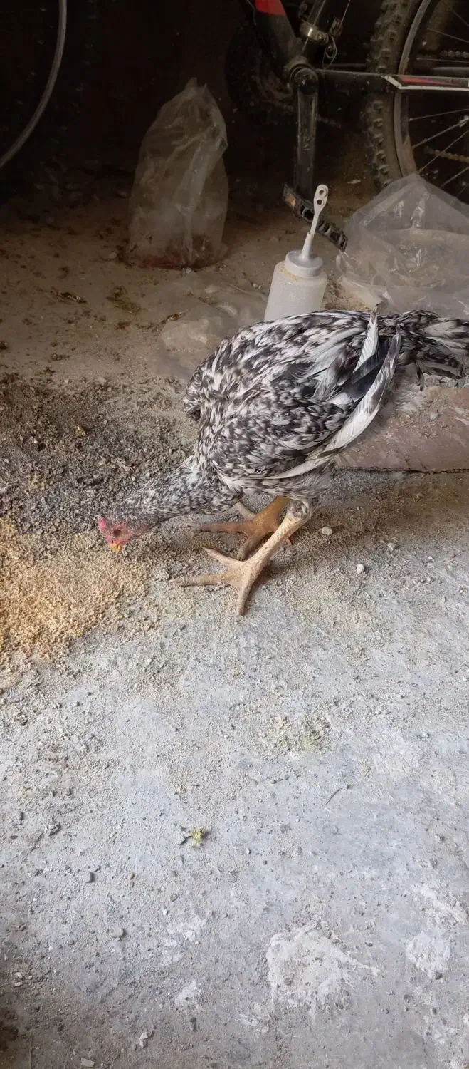 خروس لاری|حیوانات مزرعه|بردسکن, |دیوار