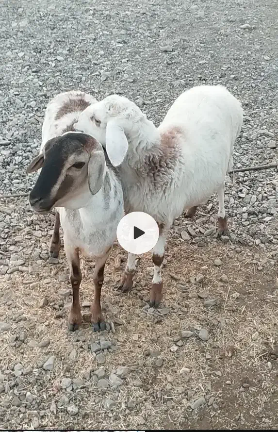 میش و بره سومال فاریاب|حیوانات مزرعه|کهنوج, |دیوار