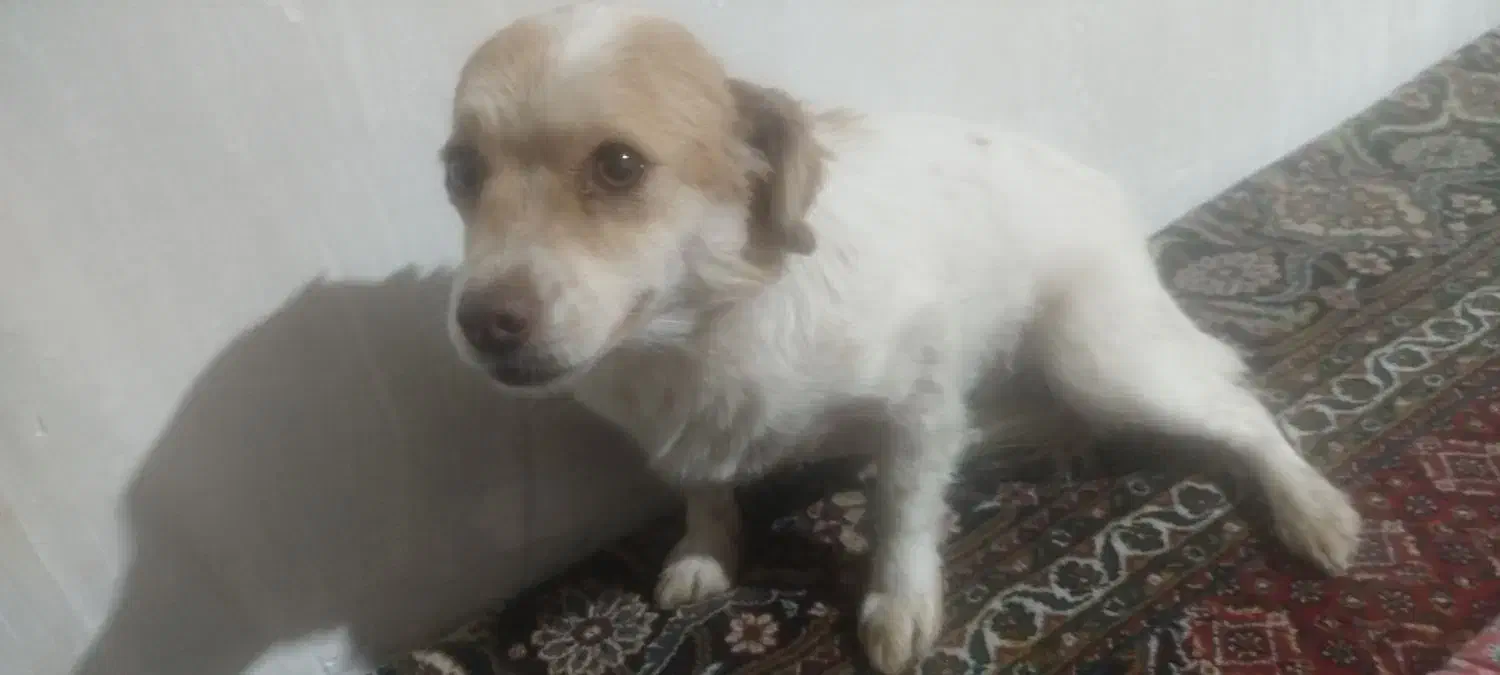 این سگ ماده هست دوسالشه سالم سالم هست|سگ|مهاباد (آذربایجان غربی), |دیوار