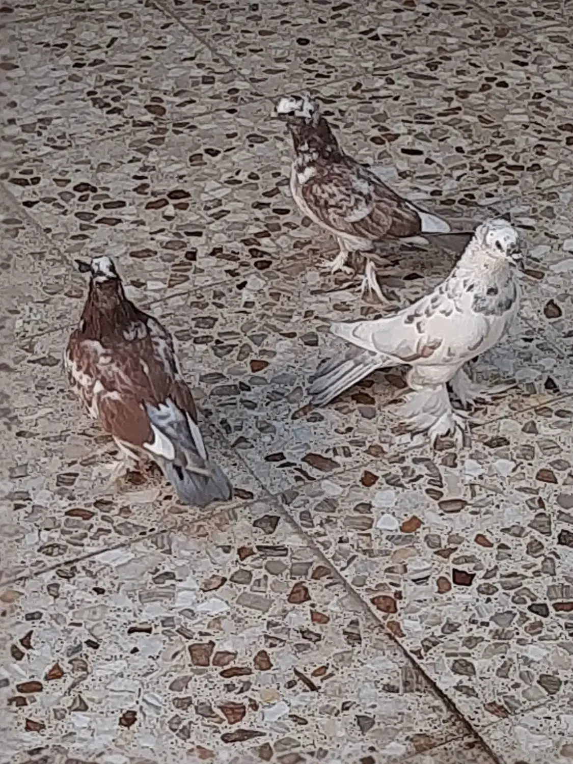 کبوتر پاپر کاکلی|پرنده|خمینی‌شهر, |دیوار