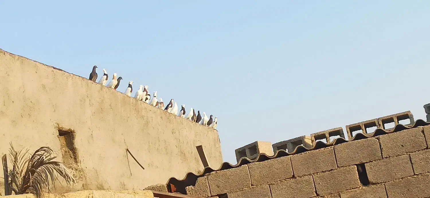 کبوتر|پرنده|آبپخش, |دیوار