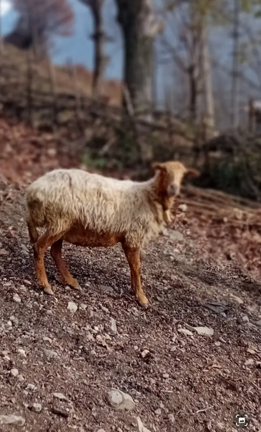 گوسفند ماده سه عدد|حیوانات مزرعه|رامسر, |دیوار