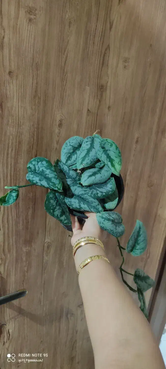 فروش گلهای طبیعی باقیمت خیلی خوب|گل و گیاه طبیعی|ساری, |دیوار