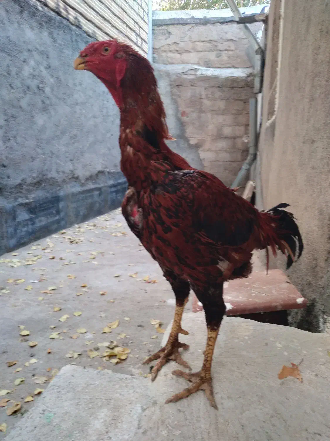 یک عدد خروس زیبا..یک عدد خروس لاری|حیوانات مزرعه|خلخال, |دیوار