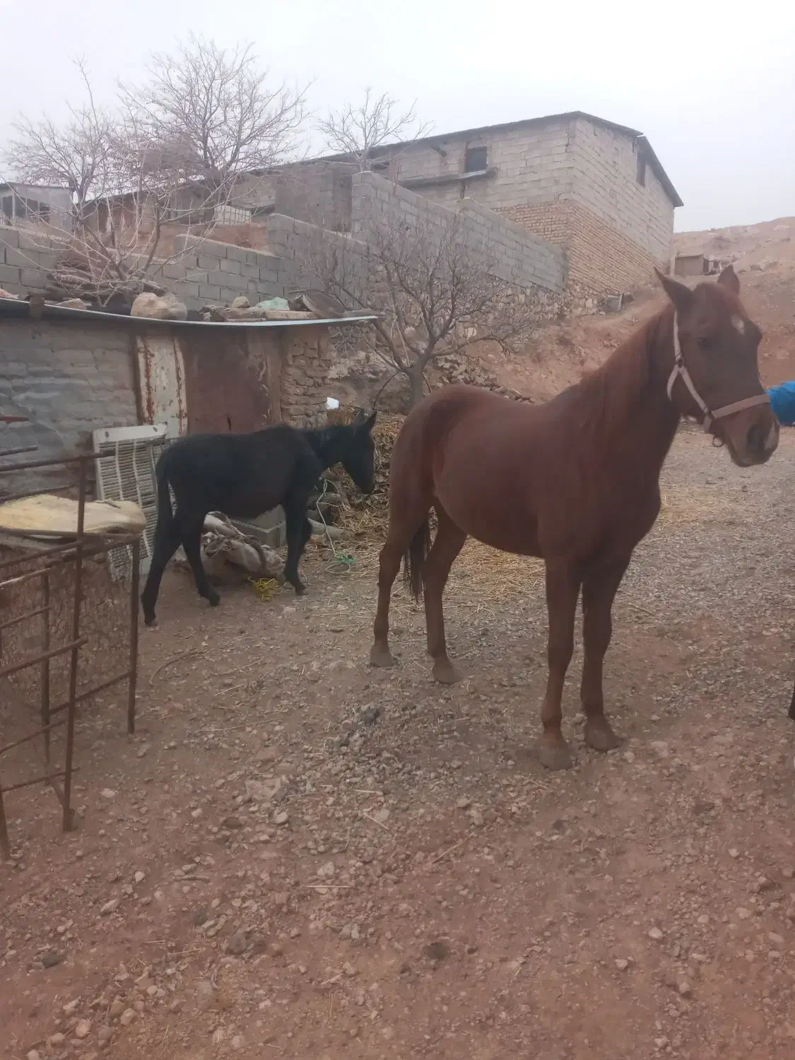 اسب مادیون باکره قاطره اروم سواری|اسب و تجهیزات اسب‌سواری|کرج, کمال‌شهر|دیوار