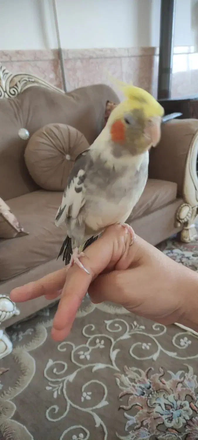 عروس هلندی نر|پرنده|مشهد, جاهد شهر|دیوار