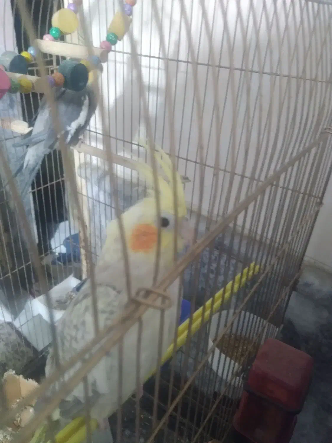 عروس هلندی خوشکل|پرنده|مشهد, موعود|دیوار