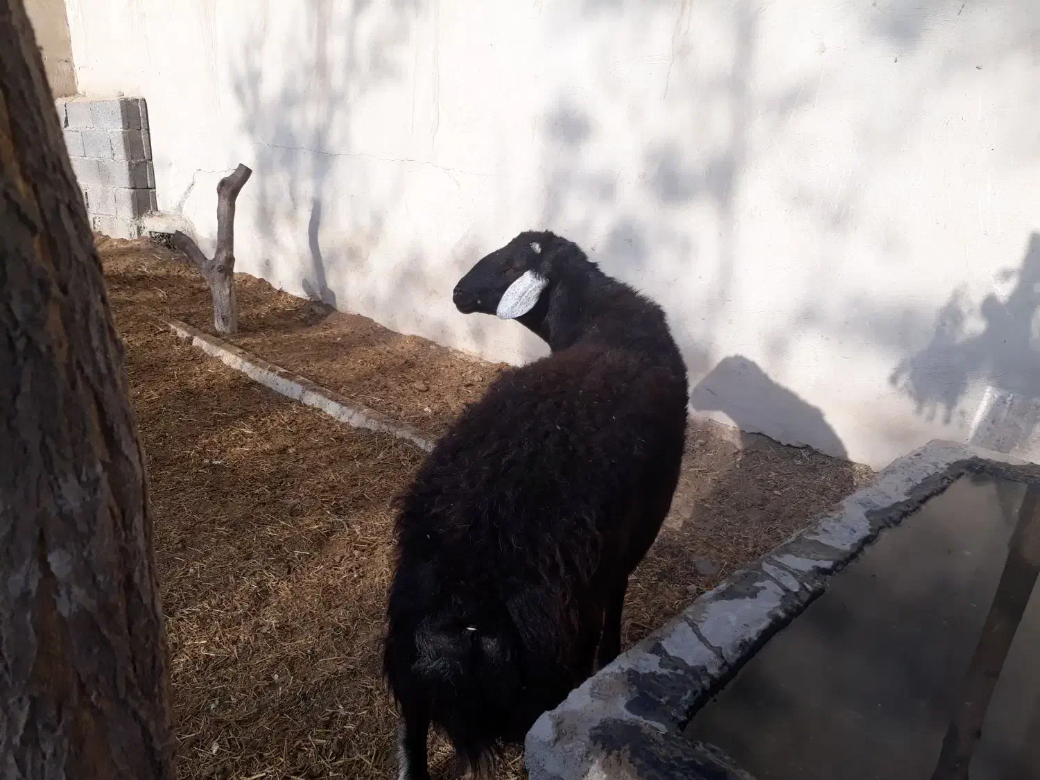 گوسفند|حیوانات مزرعه|صباشهر, |دیوار