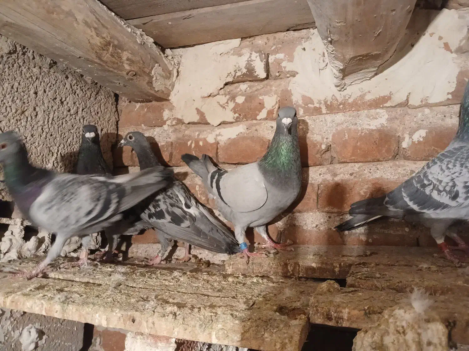 فروش ۸ عدد شامی|پرنده|خسروشاه, |دیوار