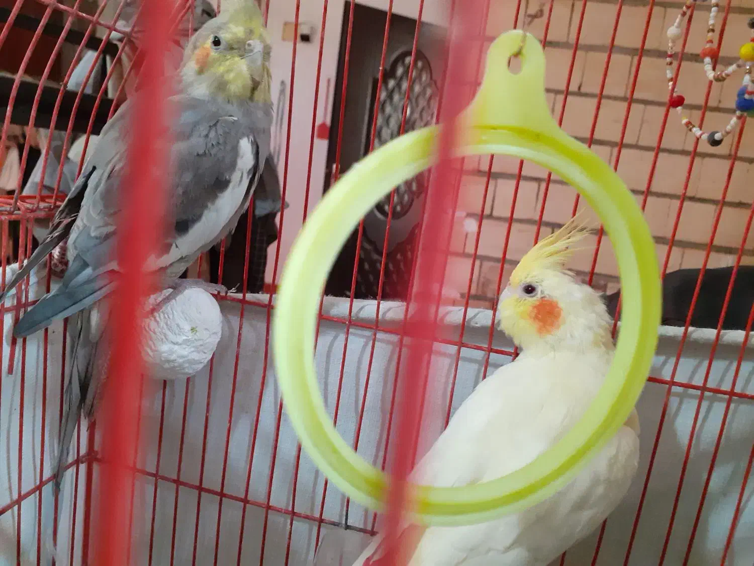 یه جفت عروس هلندی نر و ماده|پرنده|رشت, ولکس|دیوار