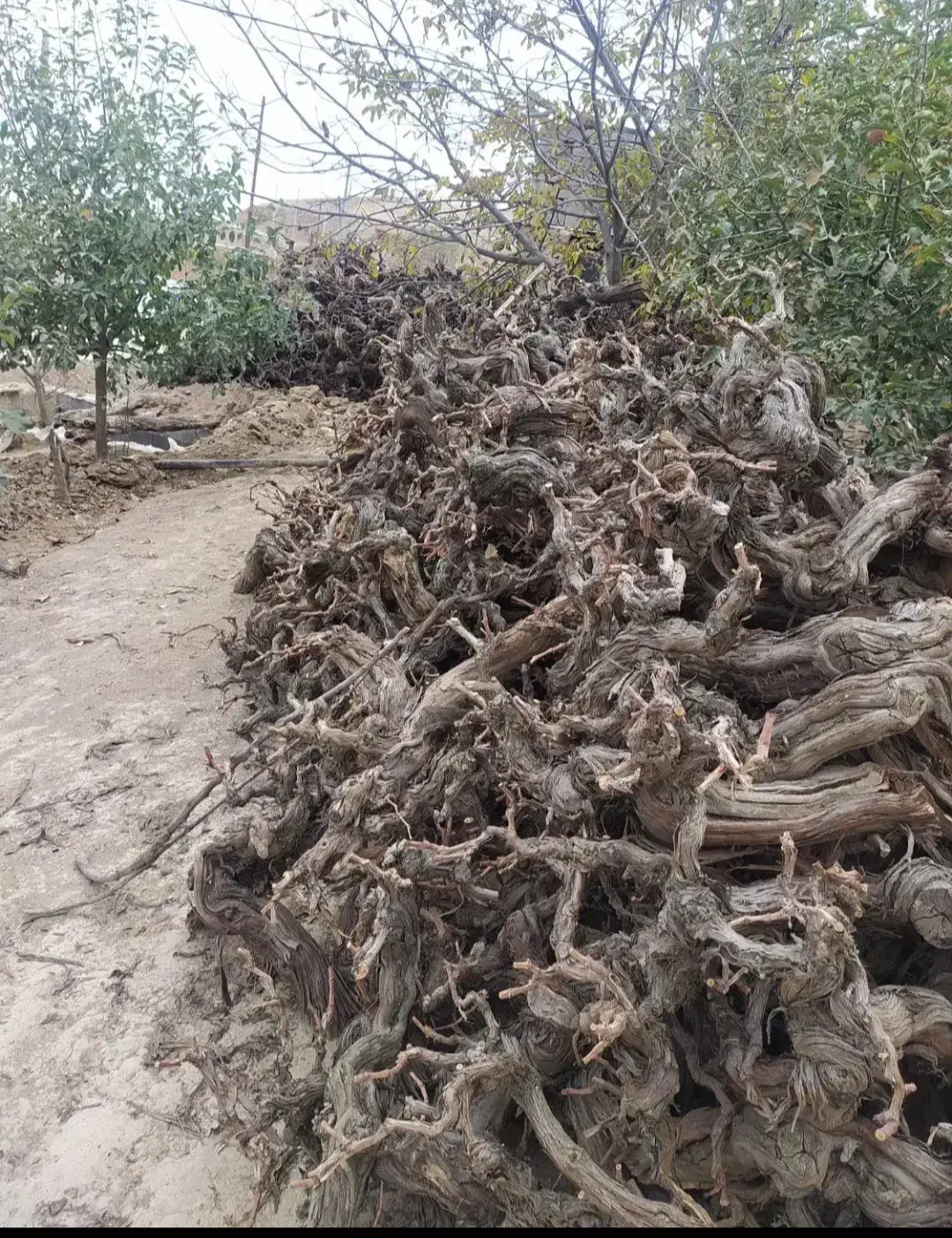 فروش کنده درخت انگور..برا هیزم و زغال|خدمات باغبانی و درختکاری|بجنورد, |دیوار