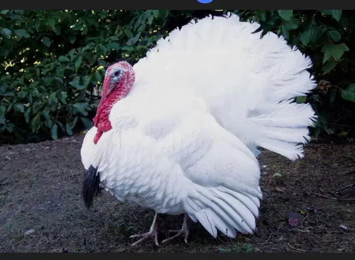 کود|گل و گیاه طبیعی|تربت‌حیدریه, کاشانی|دیوار