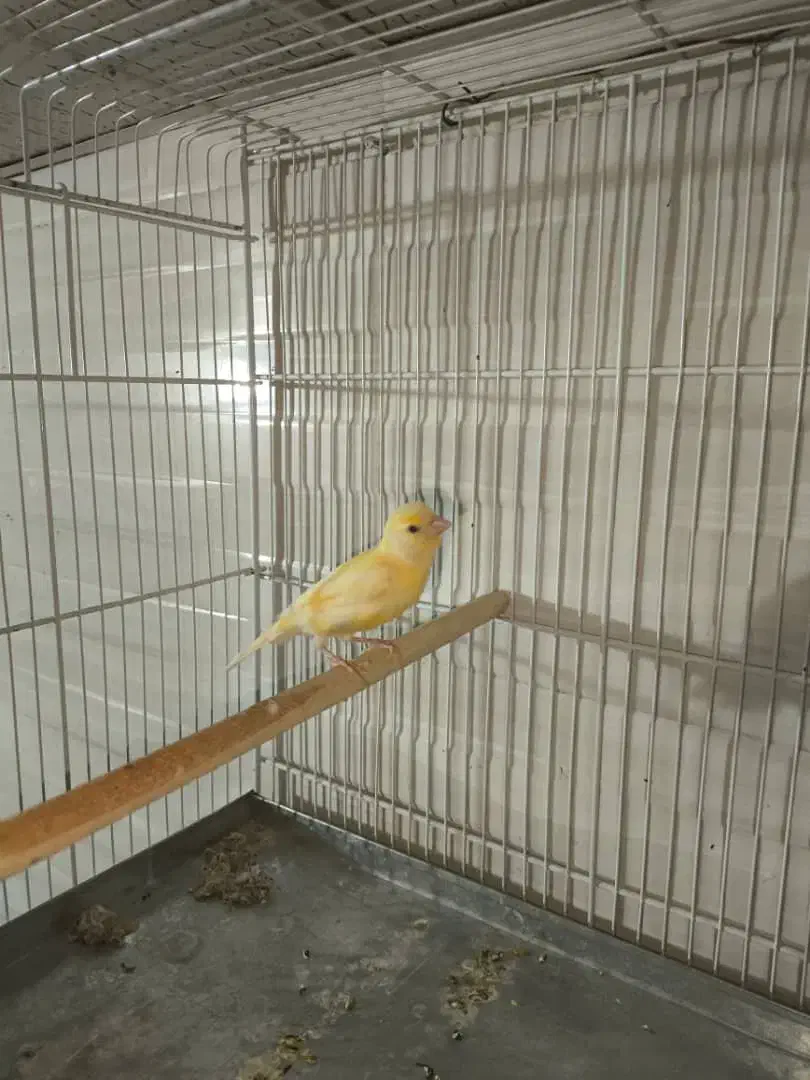 فروش قناری دوماهه ششصد هزار تومان|پرنده|شیراز, برمشور علیا|دیوار
