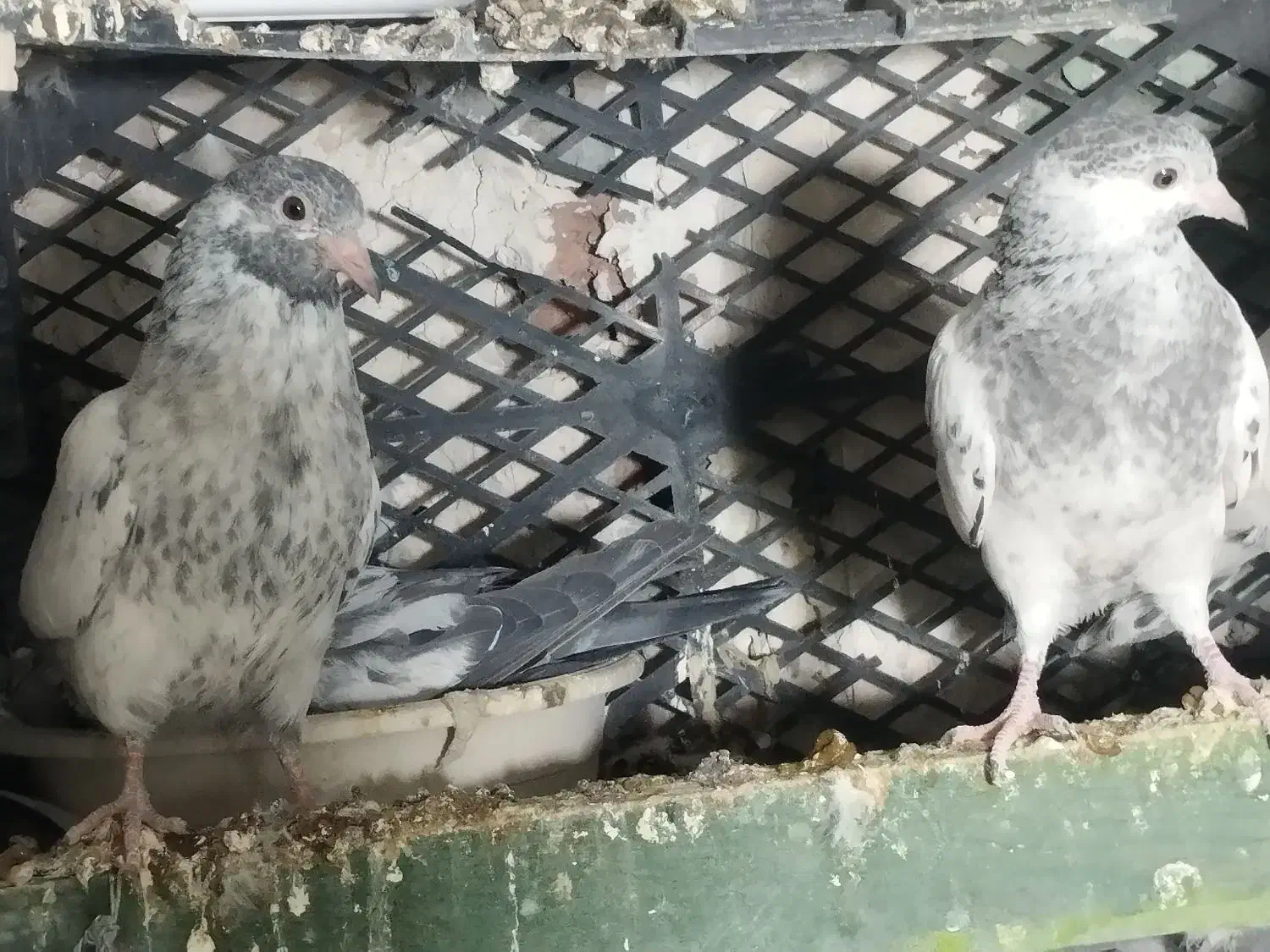 کفتر پاکستانی گلدن|پرنده|خاش, |دیوار