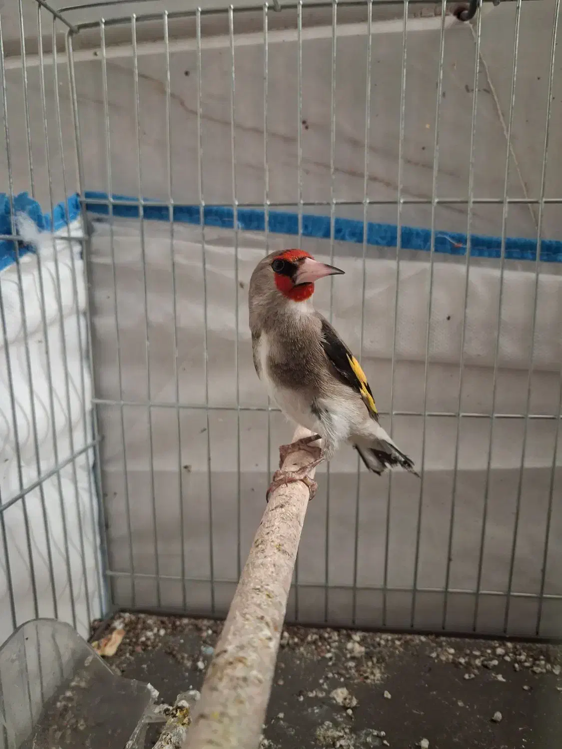 سهره دورگ داغسر|پرنده|قم, شهرک امام حسن|دیوار