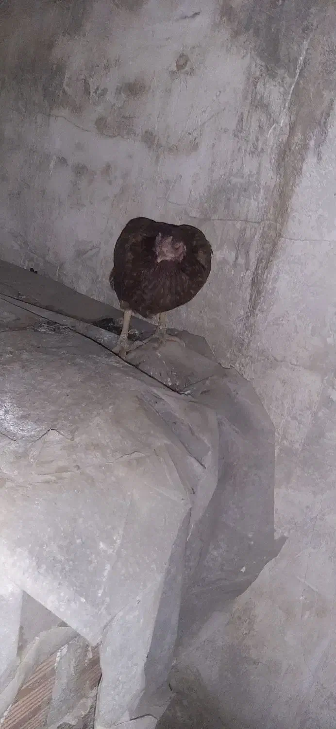 مرغ|حیوانات مزرعه|فاضل آباد, |دیوار