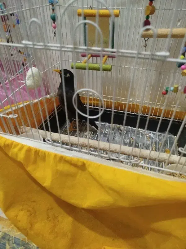 جوجه مینا تاج دار طلایی شهریار|پرنده|شهریار, اسکمان|دیوار