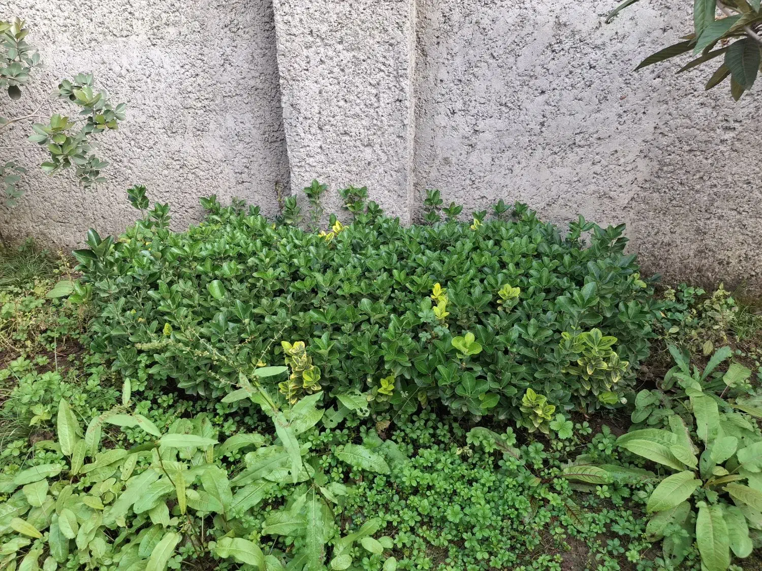 شمشاد طلایی و سبز|گل و گیاه طبیعی|املش, |دیوار