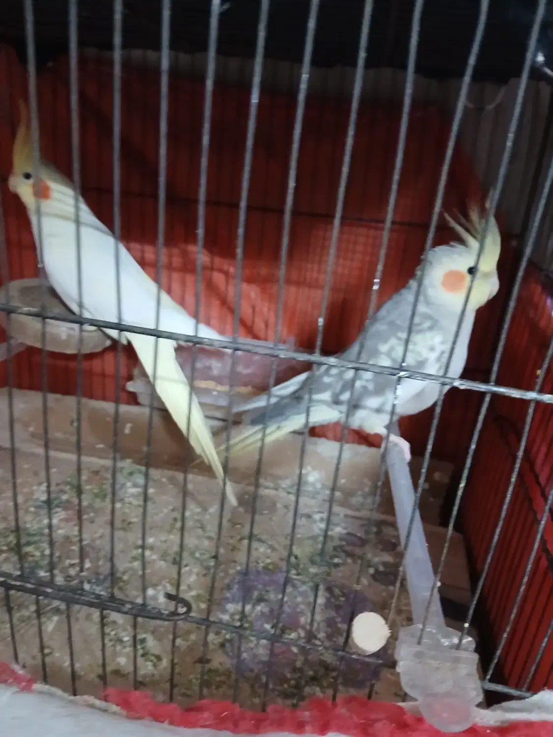 عروس هلندی به شرط|پرنده|خان ببین, |دیوار