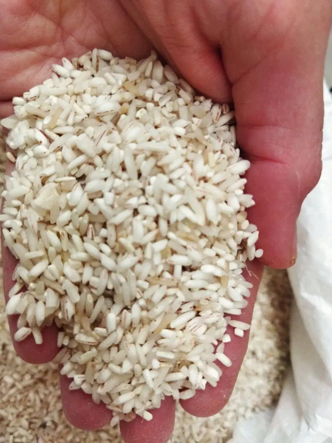 لاشه برنج چمپا|خوردنی و آشامیدنی|رشت, لاکان شهر|دیوار