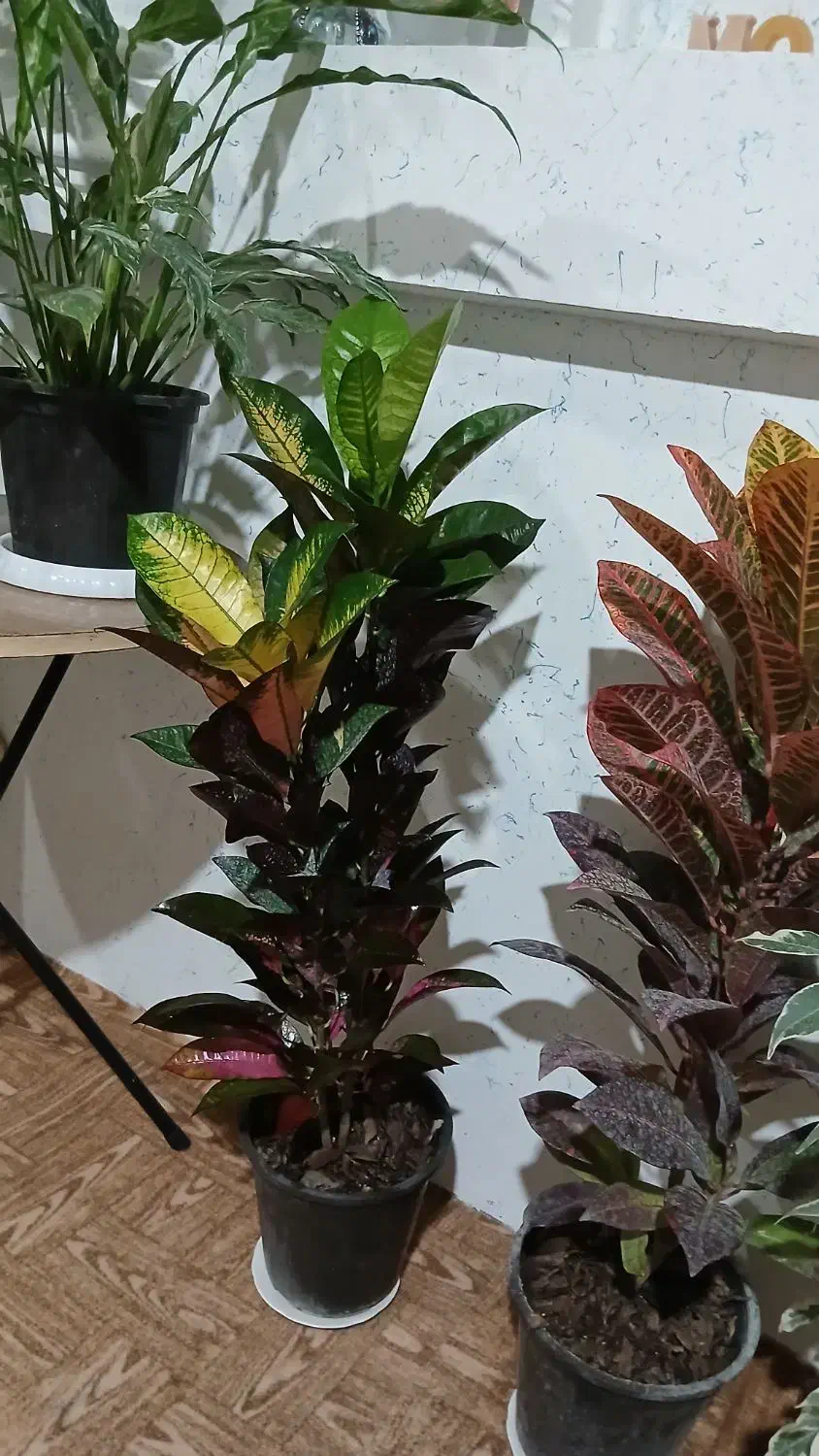 گل کروتون|گل و گیاه طبیعی|چوبر, |دیوار