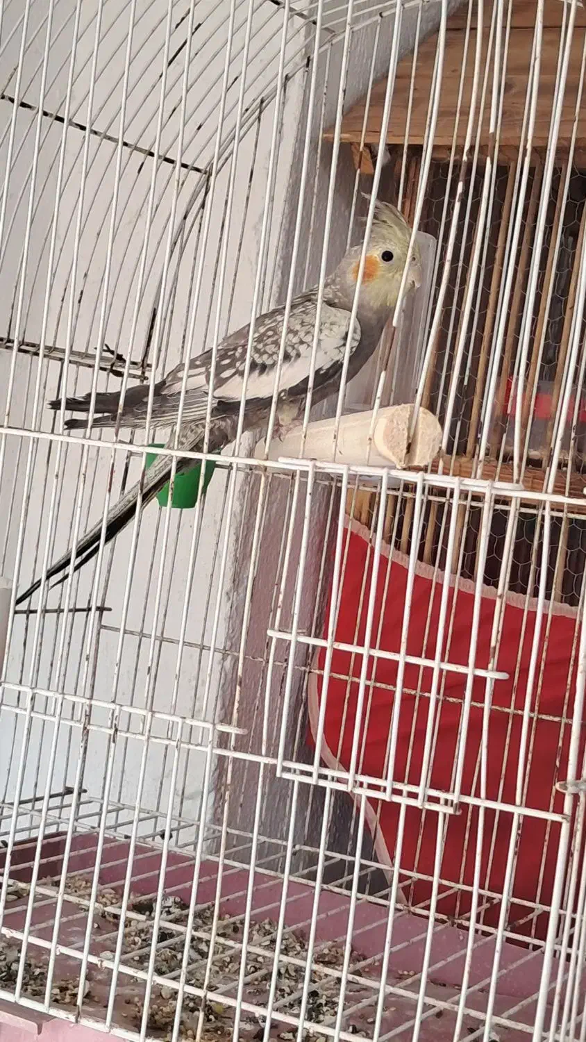 عروس هلندی|پرنده|رودسر, |دیوار