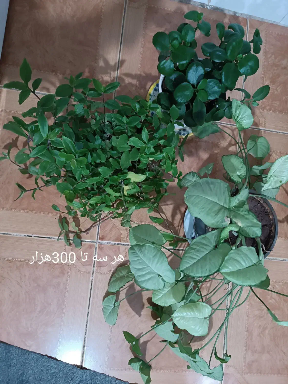 گل های طبیعی وسرحال|گل و گیاه طبیعی|کرمانشاه, |دیوار