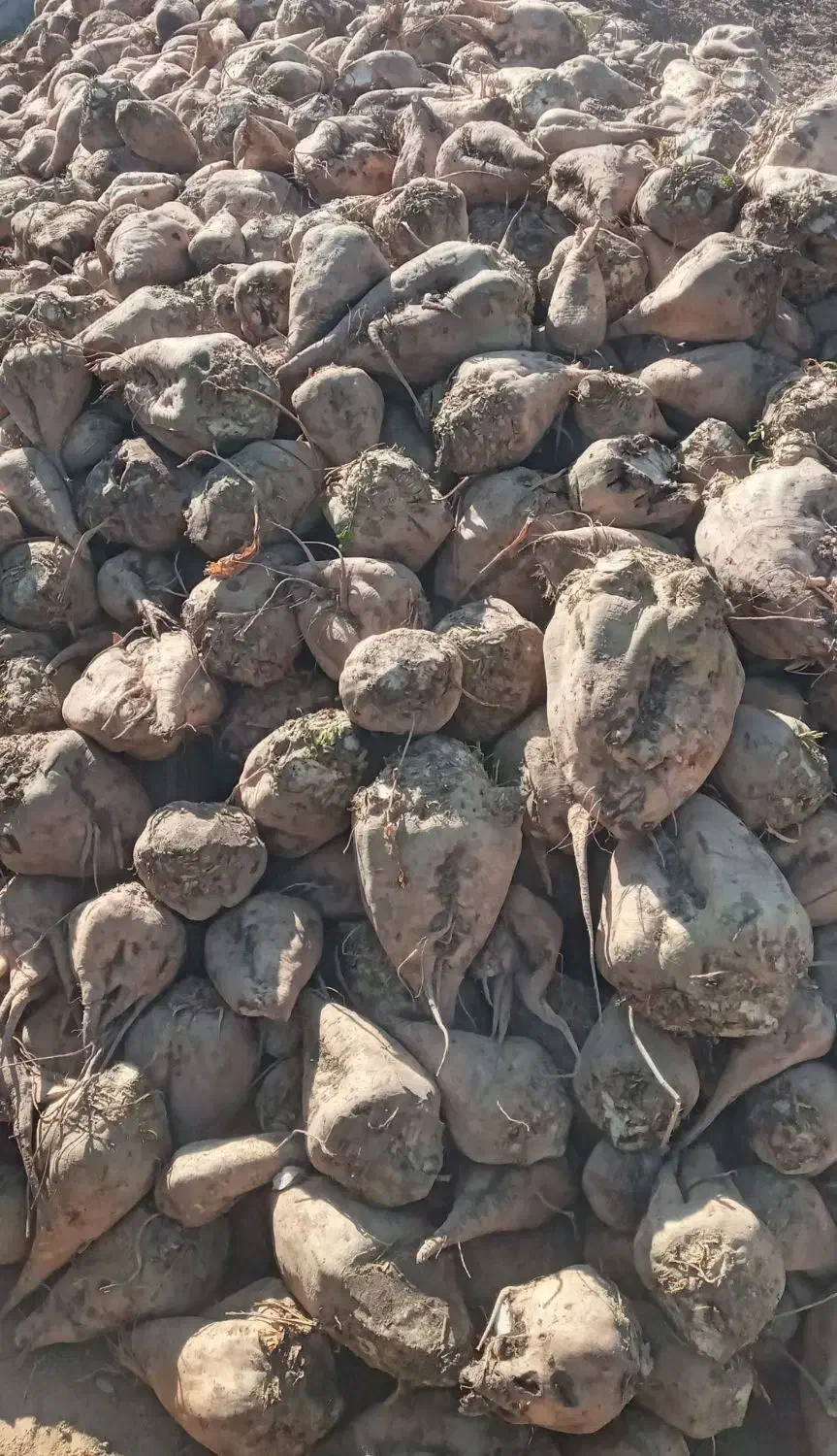 خود چغندرقند،تفاله چغندر وسیب علوفه ذرت|لوازم جانبی حیوانات|بستان آباد, |دیوار