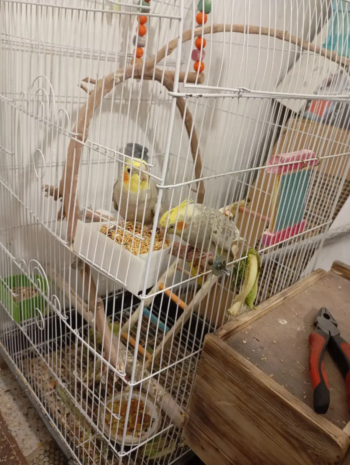 عروس طوتی|پرنده|محمدیه-قزوین, |دیوار