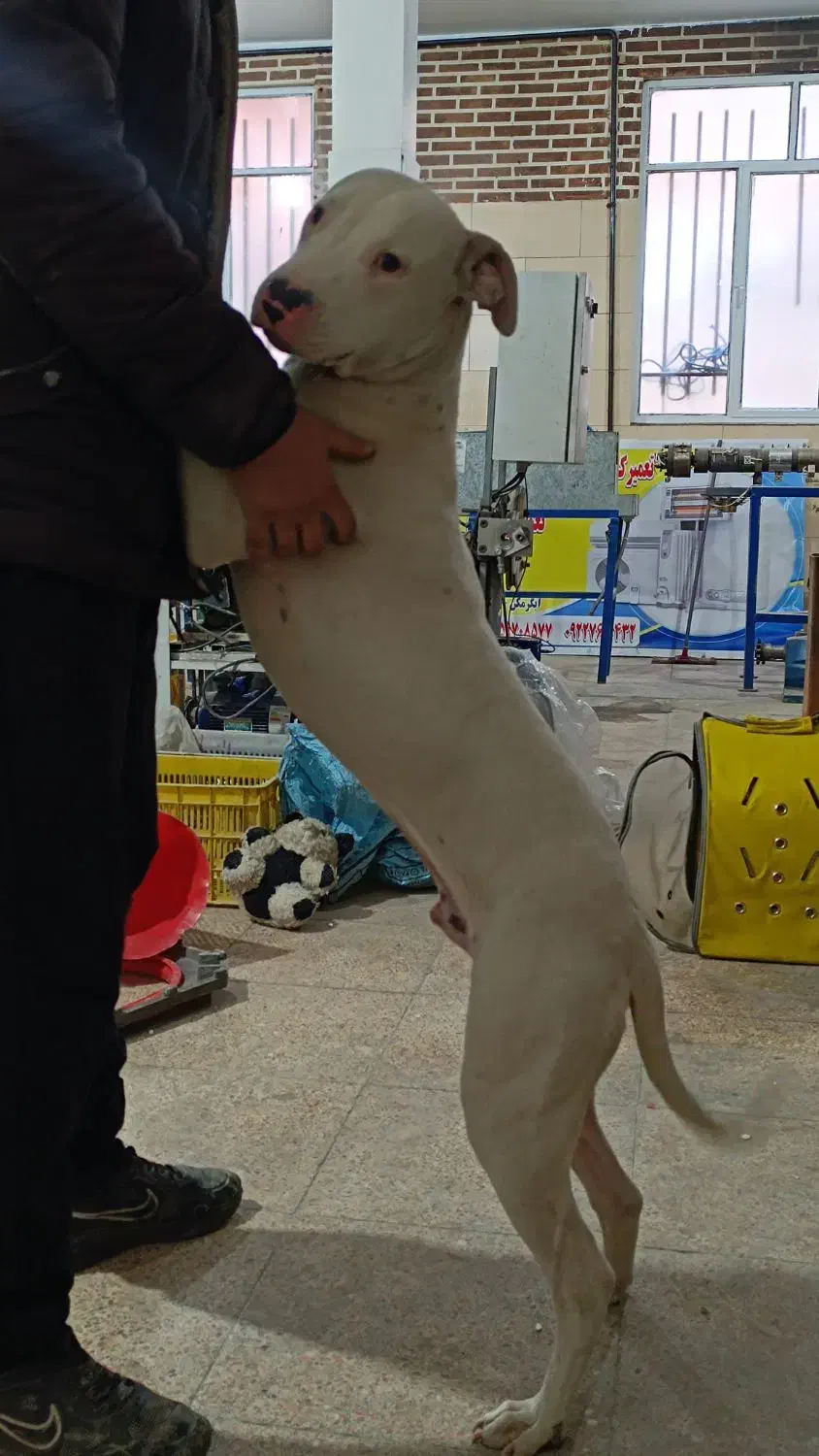 سگ نژاد داگو|سگ|چهاردانگه (تهران), |دیوار