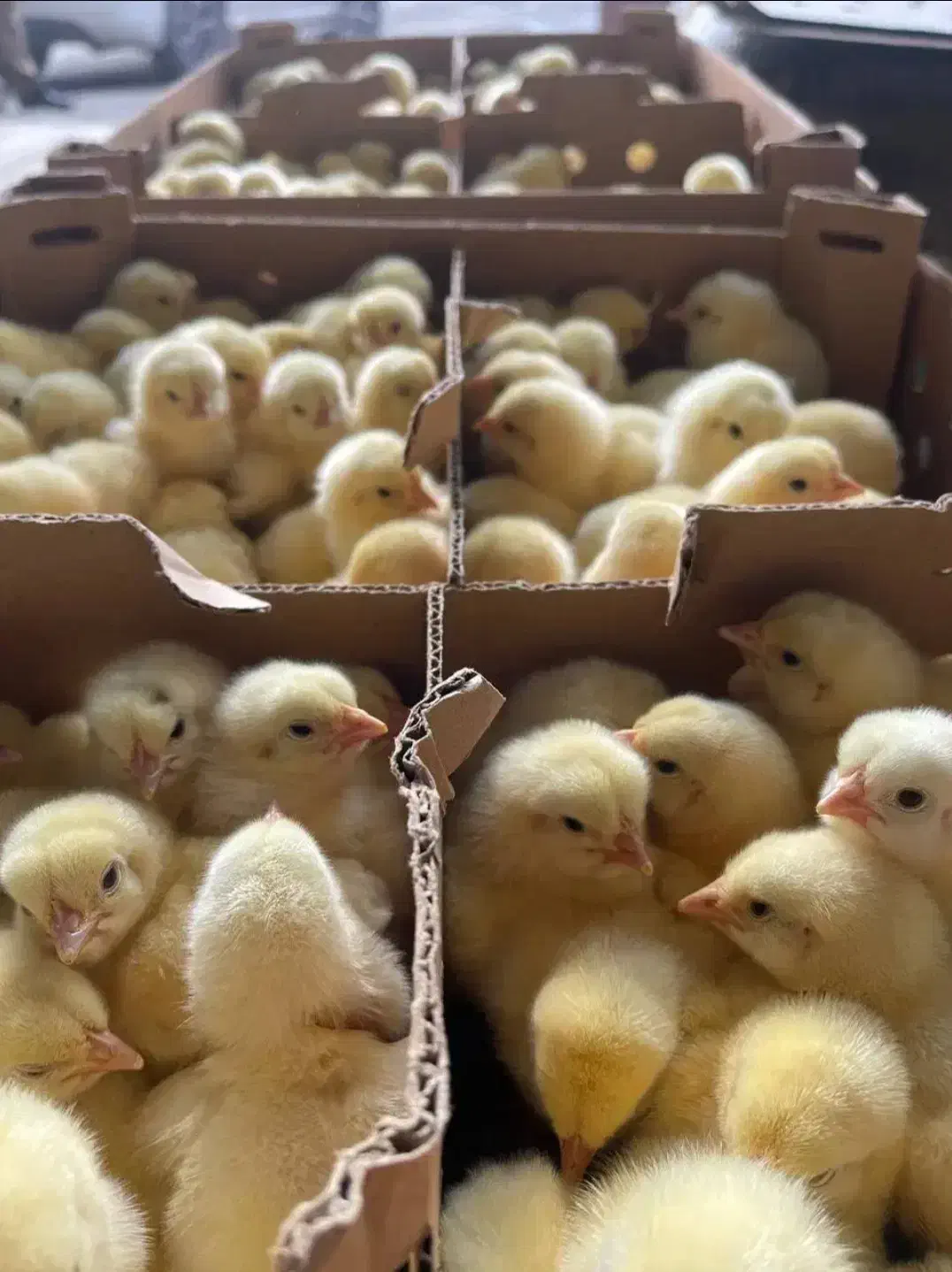 تولیدتهران جوجه رنگی گوشتی محلی اردک بوقلمون غاز|حیوانات مزرعه|تهران, کرمان|دیوار