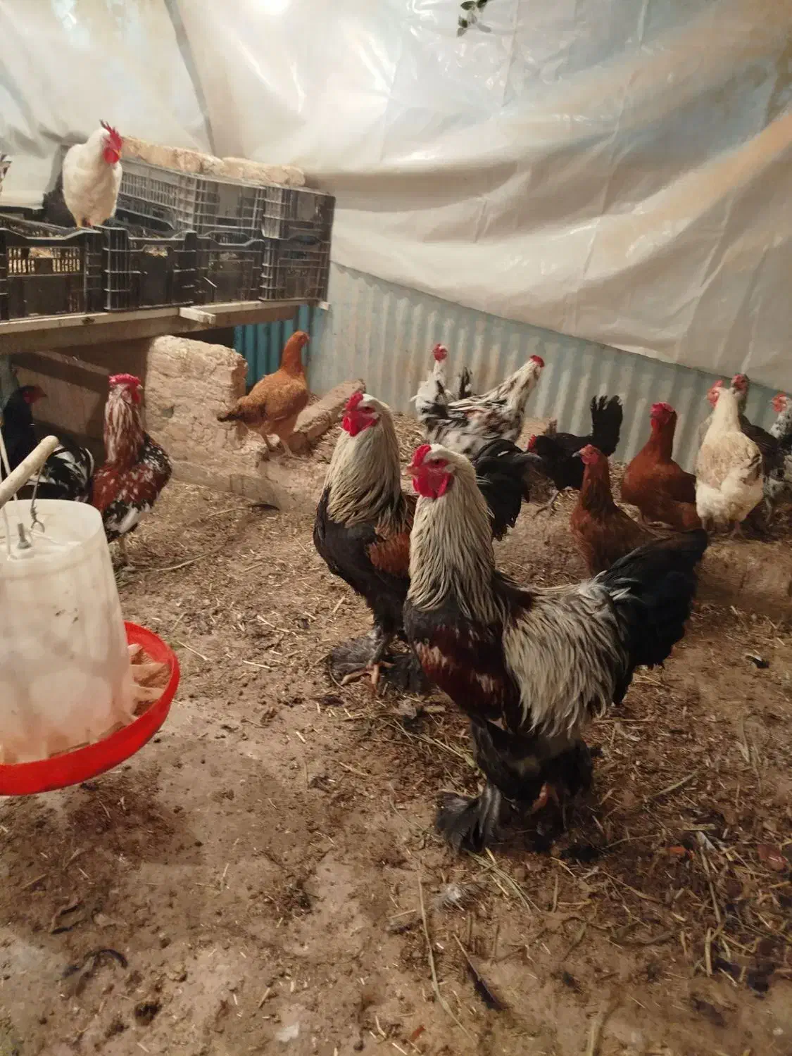 خروس برهما ۹ ماهه|حیوانات مزرعه|پاکدشت, پاکدشت (مامازند)|دیوار