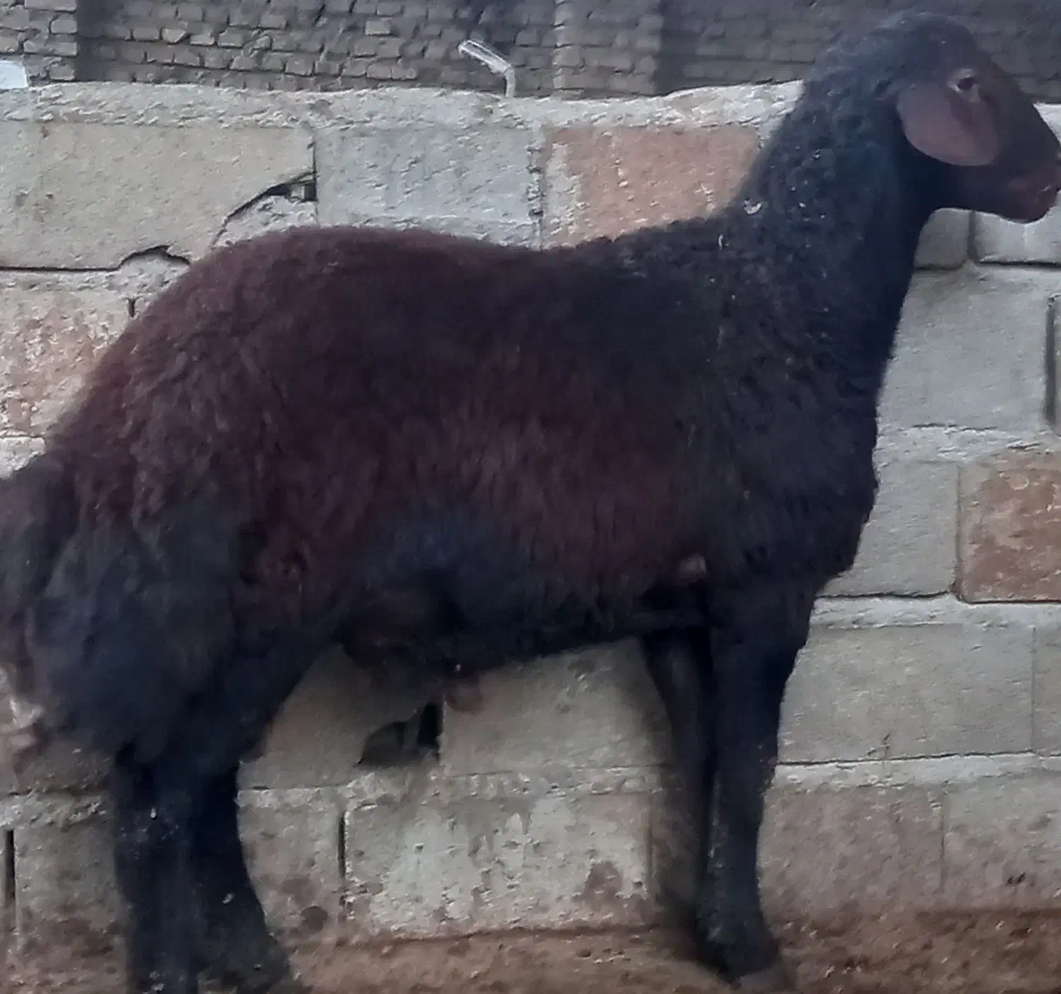 گوسفند ۱راس بره کردستانی قوچی|حیوانات مزرعه|گرگان, |دیوار