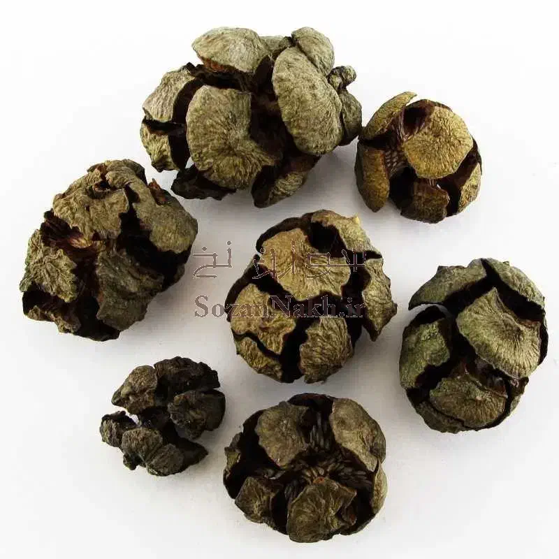 خرید میوه سرو|خدمات باغبانی و درختکاری|مشهد, شهید هاشمی نژاد|دیوار