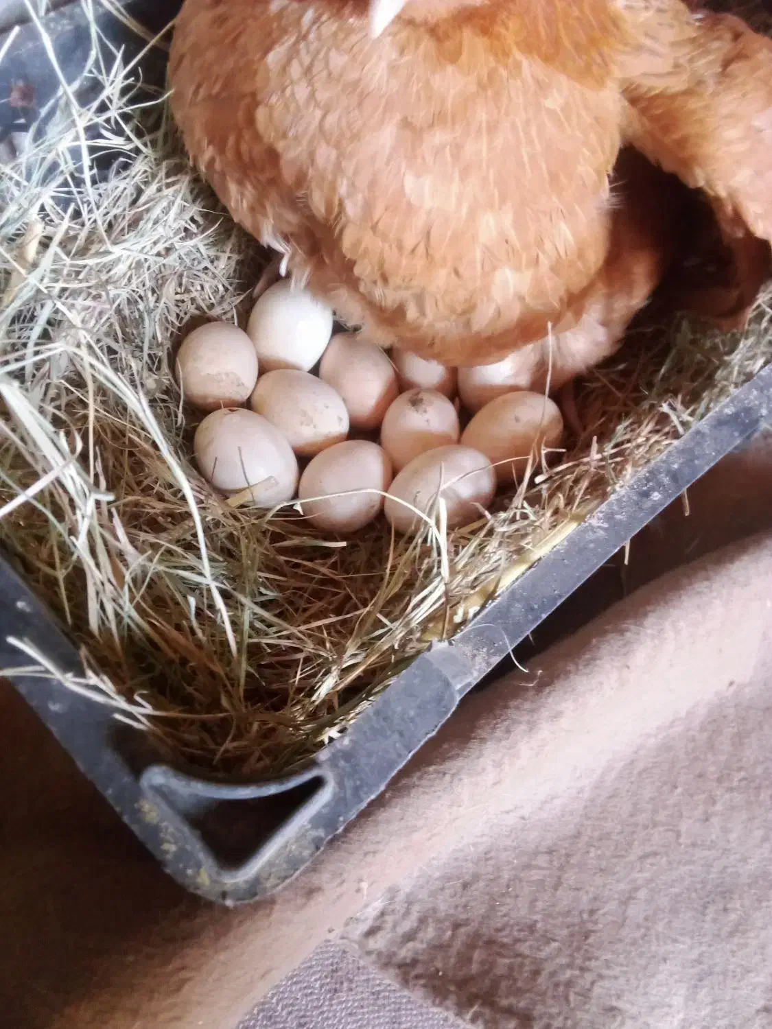 مرغ معامله با کبوتر|حیوانات مزرعه|دلگان, |دیوار