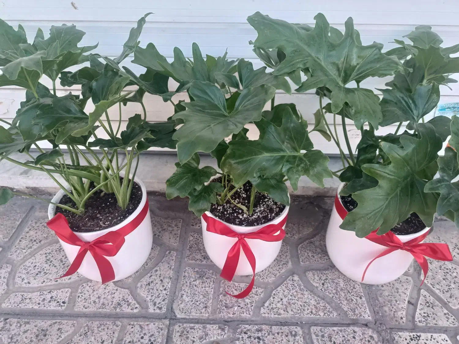 گل برگ انجیری|گل و گیاه طبیعی|کرج, گلشهر|دیوار