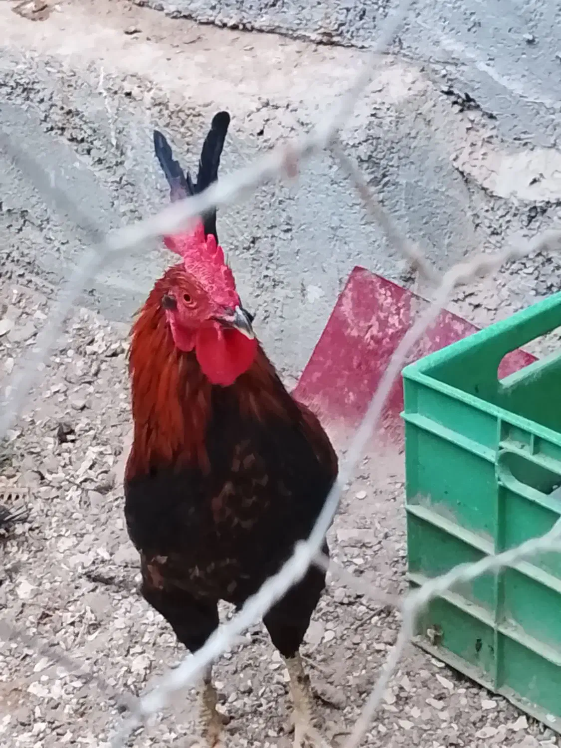 خروس محلی|حیوانات مزرعه|بندر گناوه, |دیوار