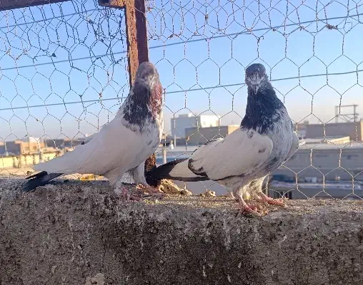 کبوتر کله دار|پرنده|کبودرآهنگ, |دیوار