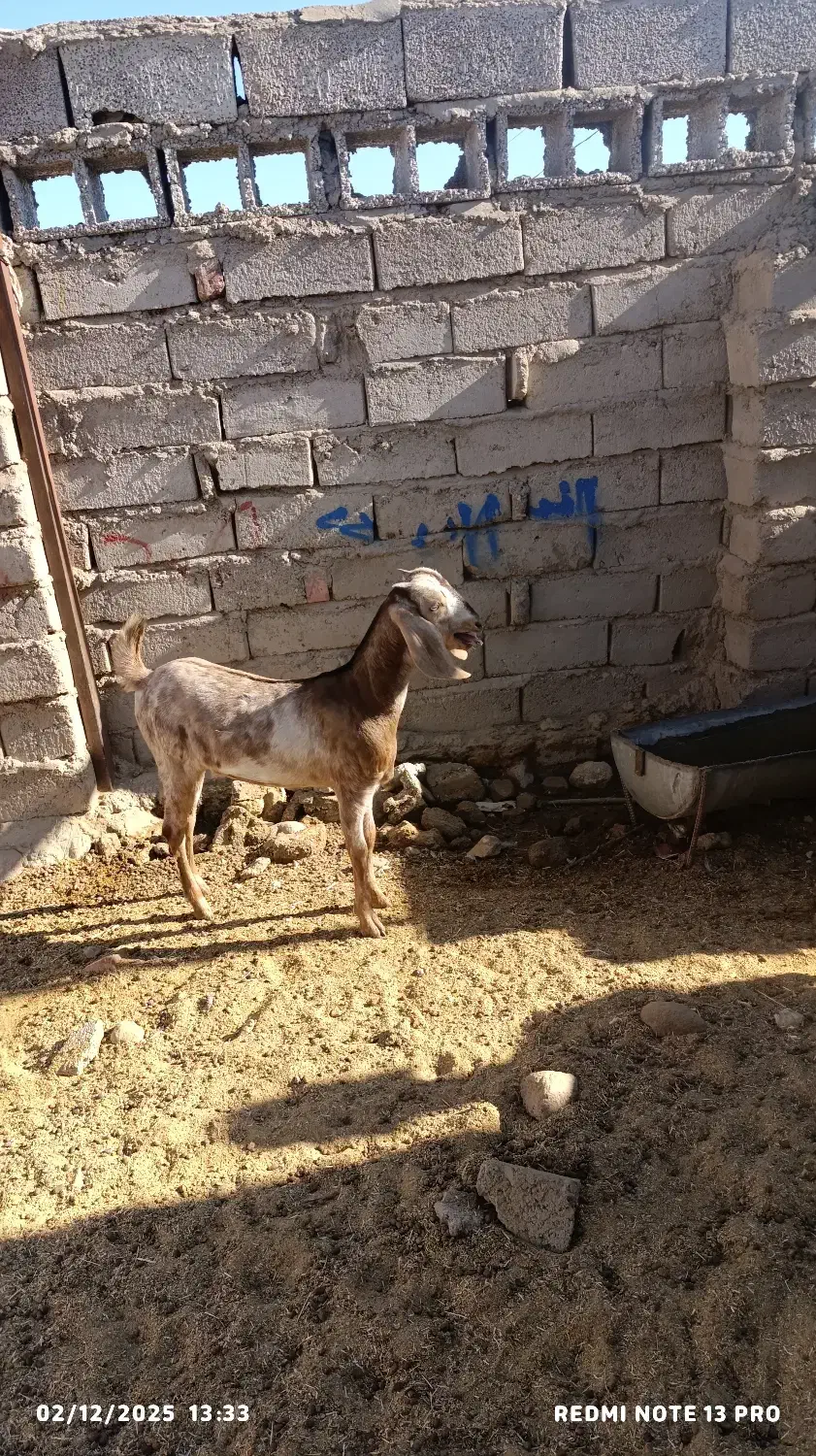 بز گ|حیوانات مزرعه|خاش, |دیوار