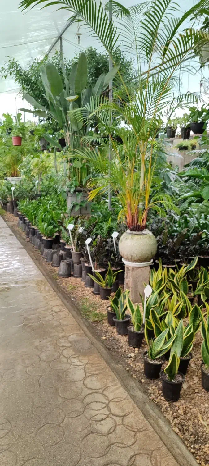 نیروی خانوم برای کار در گلخونه|استخدام خدمات فروشگاه و رستوران|نجف‌آباد, طالقانی|دیوار