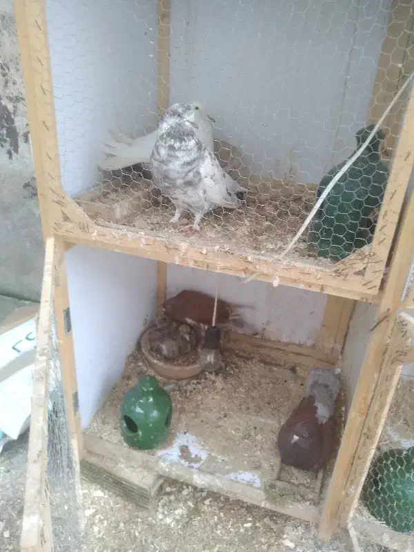 فروش کبوتر|پرنده|رشت, دیانتی|دیوار