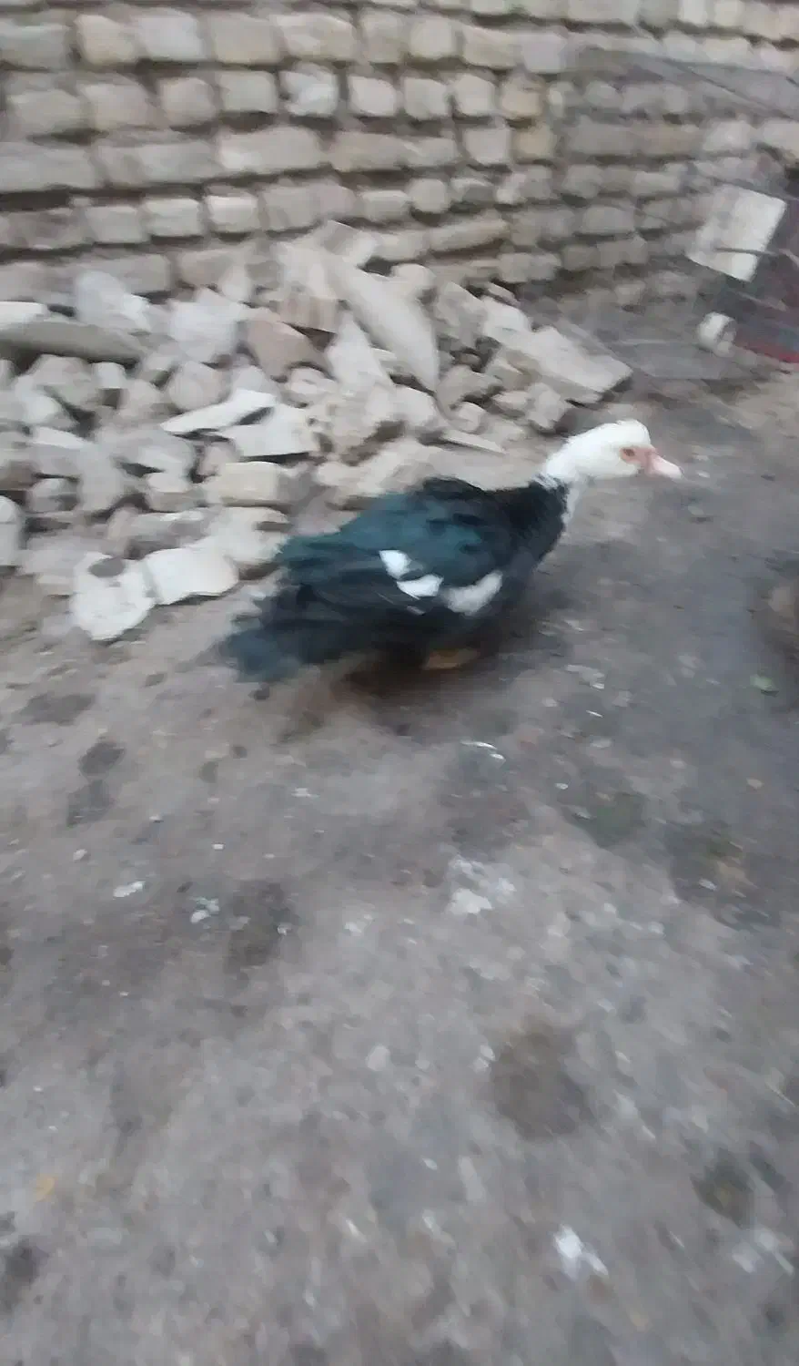 اردک اسرائیلی|حیوانات مزرعه|سمنان, |دیوار