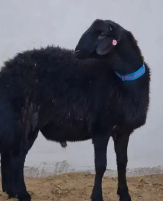 فروش گوسفند|حیوانات مزرعه|آران و بیدگل, |دیوار