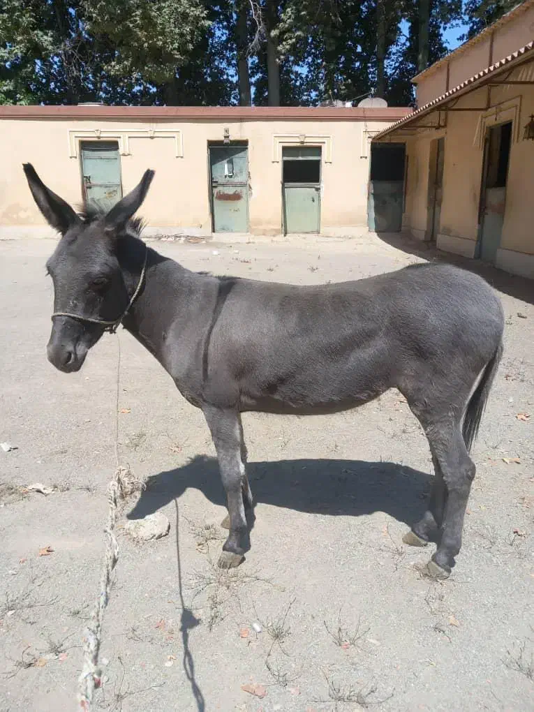 خر الاغ ماده جوان|حیوانات مزرعه|هشتگرد, گلسار|دیوار